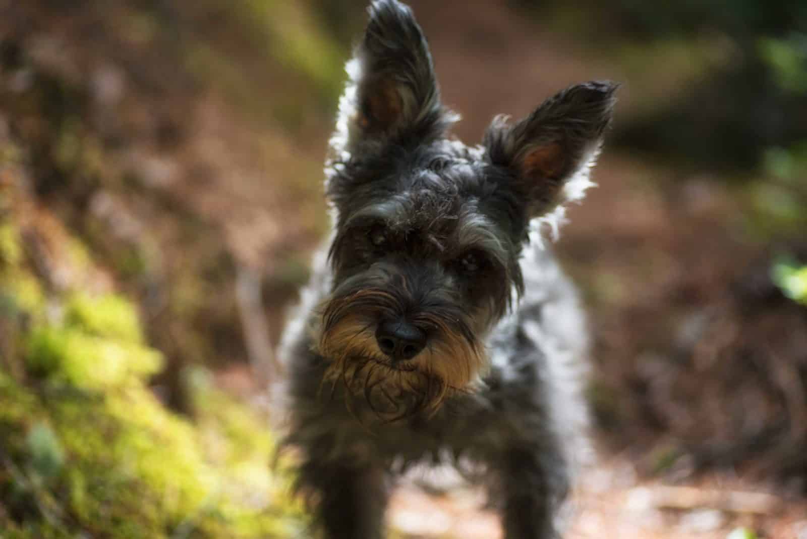 Dwergschnauzer Hondenrassen Wijzer