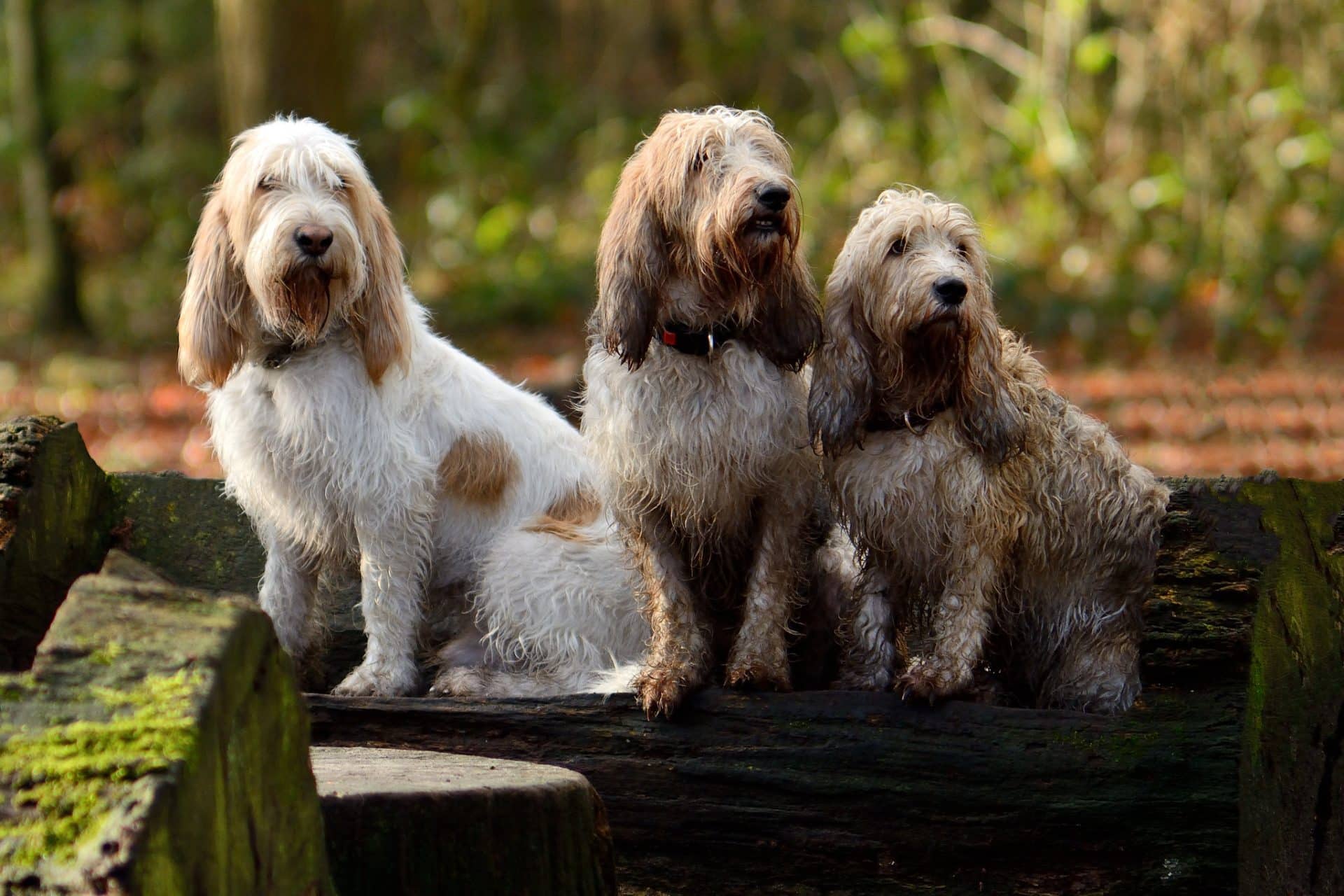 Grand Basset Griffon Vendéen Hondenrassen Wijzer