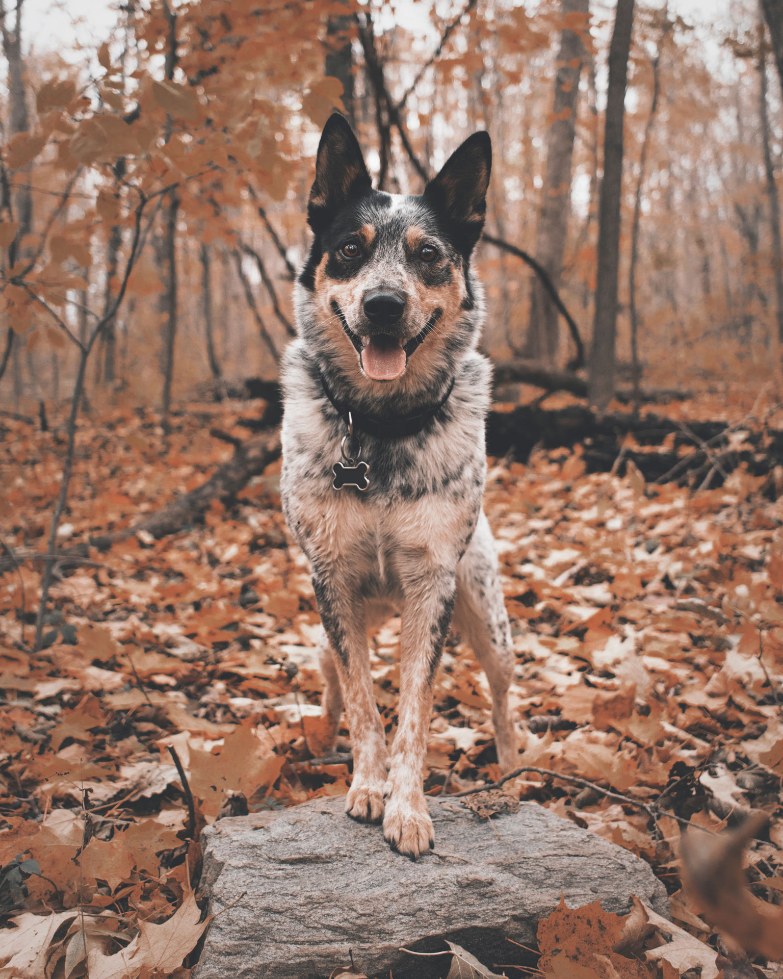 Australian Cattle Dog - Hondenrassen Wijzer ️