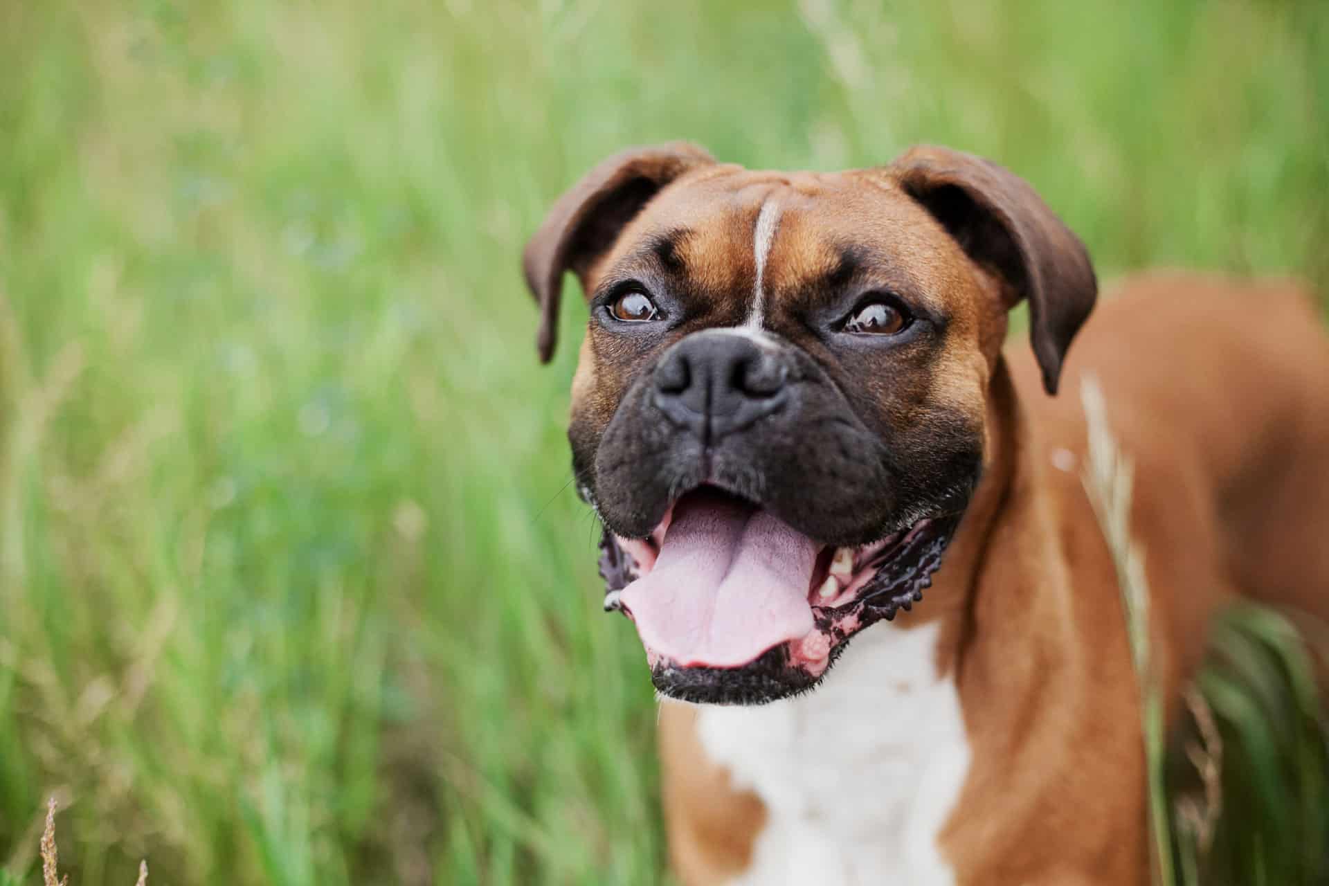 boxer-hondenrassen-wijzer