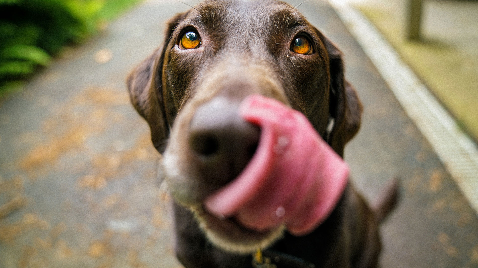 Groenten En Fruit Die Honden Wel En Niet Kunnen Eten Hondenrassen Wijzer