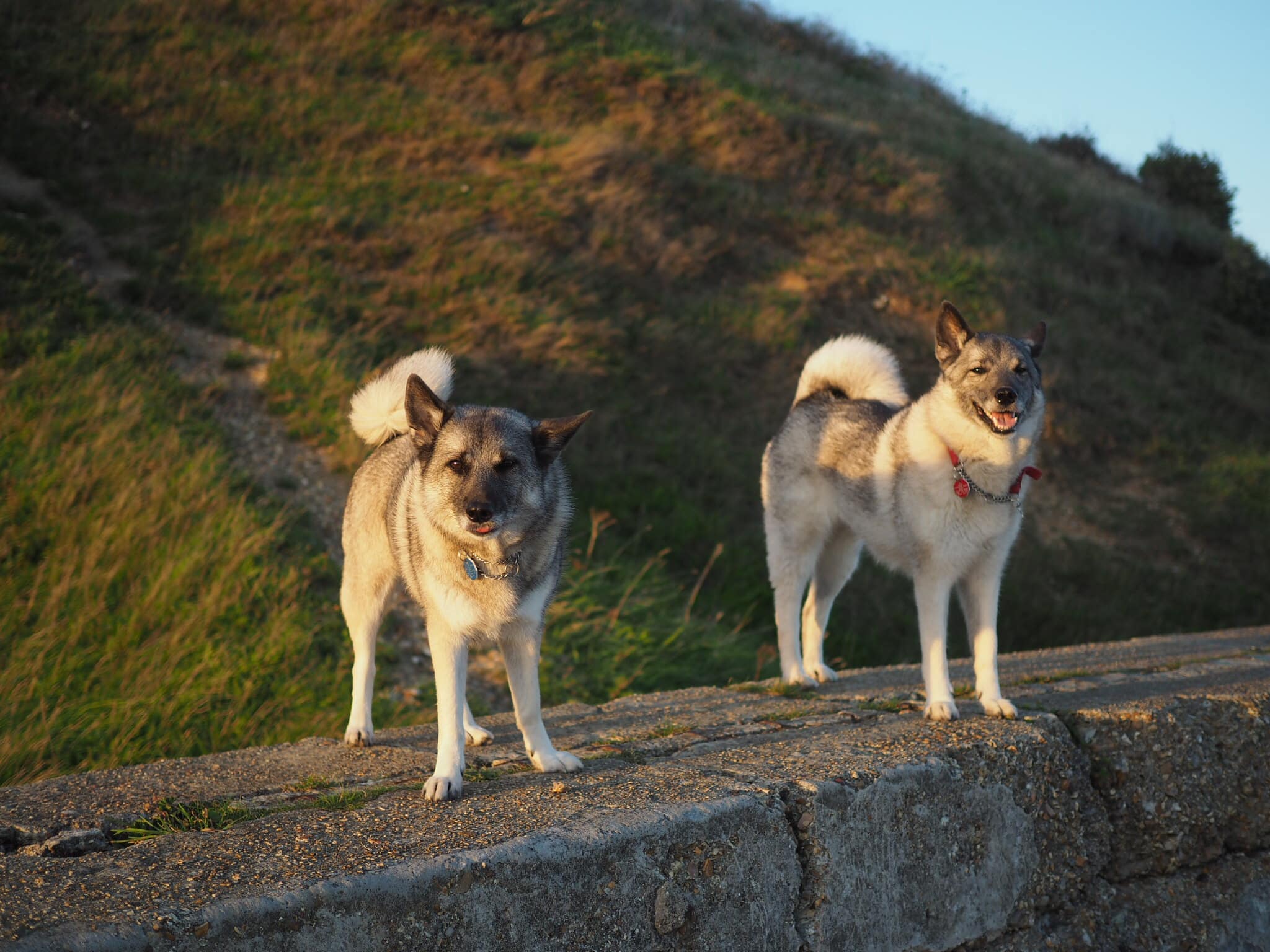 Zij zijn amateur landelijk Noorse Elandhond - Hondenrassen Wijzer ✔️