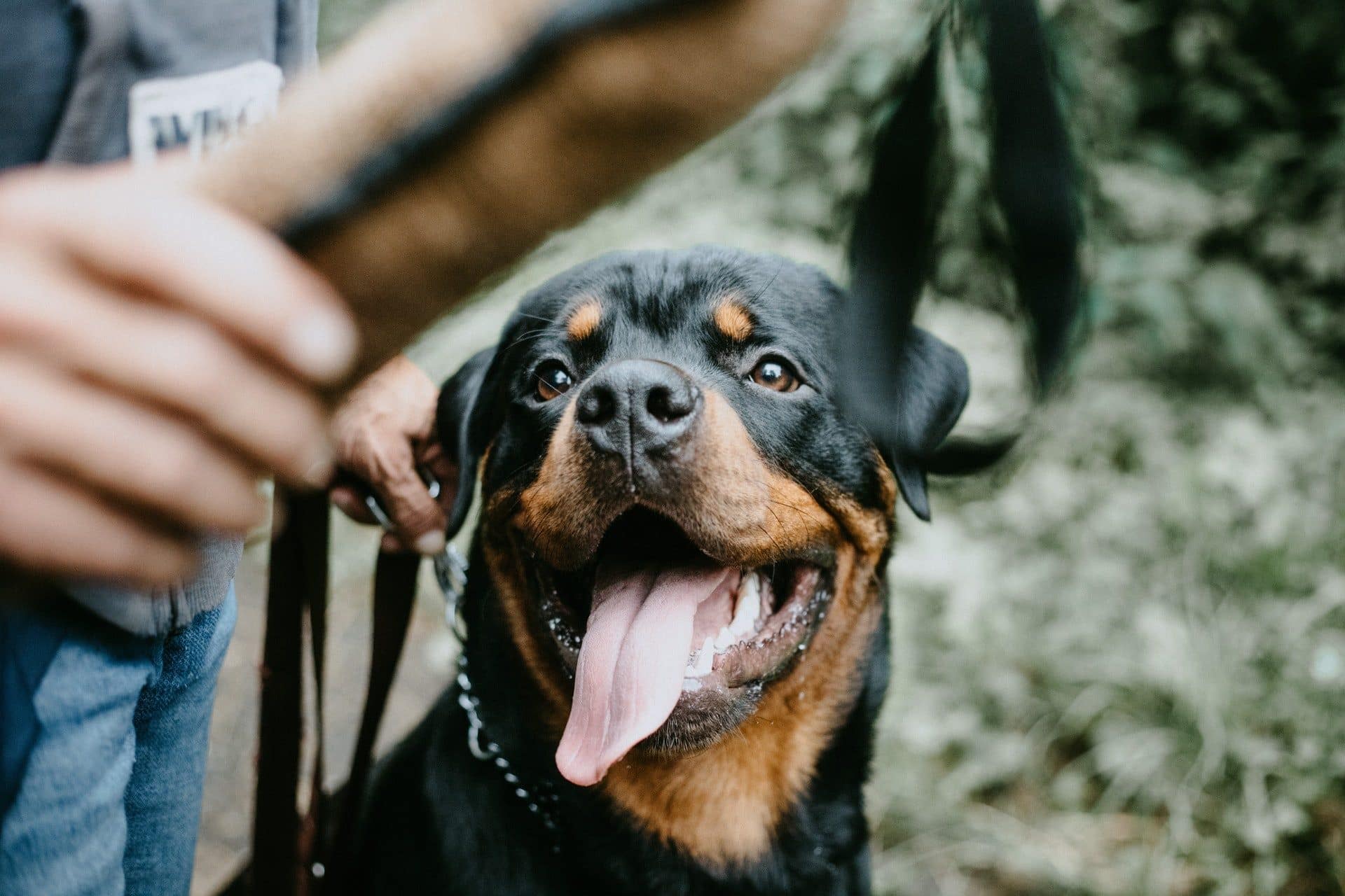 Rottweiler Hondenrassen Wijzer