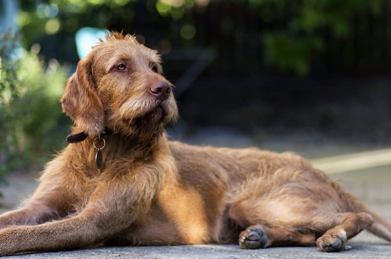 Vizsla Draadhaar Hondenrassen Wijzer